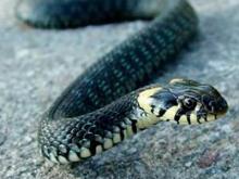 В Набережных Челнах змея заползла в торговый дом