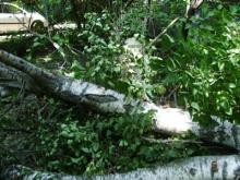 Спасатели освободили въезд в садовое общество «Прибрежный»