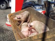 Почему внедорожник залетел под большегруз со свиньями?