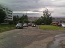 Ветер вырвал с корнем дерево – водитель успел притормозить