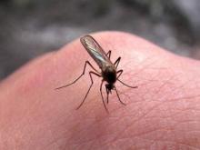 В Набережных Челнах уже 2 раза истребляли комаров