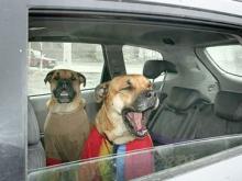 Новый бизнес: такси для животных