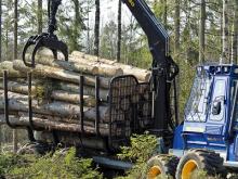 Сколько рубят леса в Татарстане?