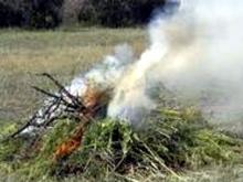 В Тукаевском районе уничтожены тысячи кустов конопли