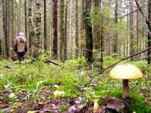 В окрестностях Набережных Челнов в лесу заблудились пятеро грибников