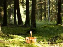 В Боровецком лесу заблудилась женщина, собиравшая грибы