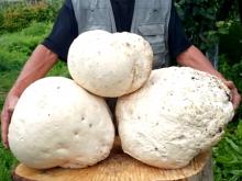 Под Набережными Челнами найден гриб весом почти 5 килограммов