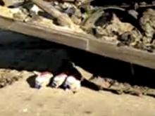 Трех санкционных гусей нужно было сжечь, а не давить трактором