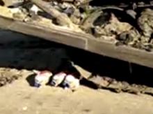 Россельхознадзор отчитался об уничтожении 'санкционных' продуктов