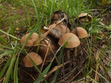 В Набережных Челнах стартует декадник по профилактике отравлений ядовитыми грибами и ягодами