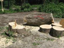 Как срубить деревья во дворе
