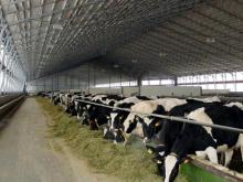 Федеральный бюджет выделил 616 миллионов на коровники в Татарстане