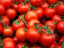 Турки собираются вырастить в Татарстане 20 тысяч томатов из одного семени