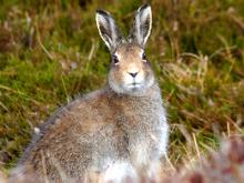 Охоту на зайцев в Татарстане запретили до 2017 года