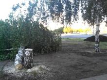 Березы на проспекте Сююмбике спилили по просьбе московской фирмы