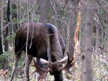 Лоси в лесах Татарстана стали очень опасными