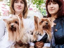 В Набережных Челнах в Парке Победы состоялась собачья 'свадьба'