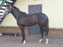 Челнинский жеребец Эписоуд выиграл в Москве 665 тысяч рублей