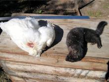 Чупакабра оказалась на самом деле норкой