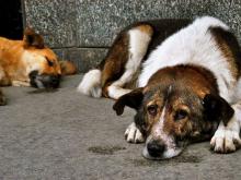 По городу бегают «мифические» собаки?