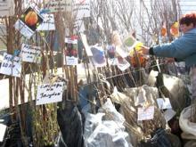 Как купить «правильные» саженцы