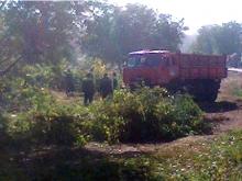 На набережной Мелекески вырубают деревья для прокладки велодорожки и тротуара