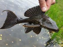 Челнинские рыбаки поймали аквариумного сомика