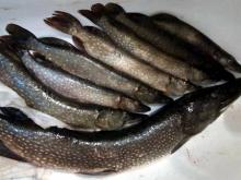 Челнинец поймал щуку на 5.5 килограммов. Но где – не рассказывает