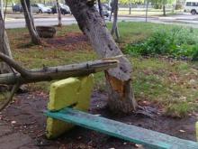 В 23-м комплексе ветром сломало дерево