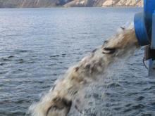 В Нижнекамское водохранилище выпустили 6 тонн сазана