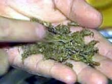 На трассе Казань – Набережные Челны в багажнике «мерседеса» обнаружили 155 граммов марихуаны