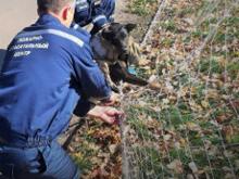 Дворняга попала «в сетку ворот» на стадионе «Строитель»