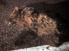 На автотрассе М-7 дальнобойщик сбил медведя