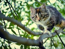 Спасатели МЧС объяснили, почему они не идут на помощь кошкам