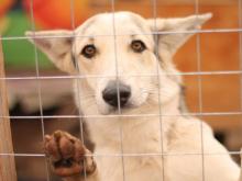 В Набережных Челнах выходили собаку, у которой садист снял скальп