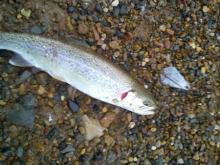 В Каме завелась форель?