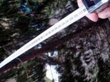 Челнинка измеряет расстояние от своего окна до дерева на улице