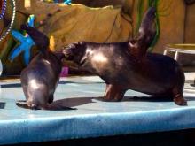 В дельфинарии появились новые артисты: морские львы Капитон и Пипа