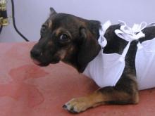 Ветеринары продолжают стерилизовать собак бесплатно