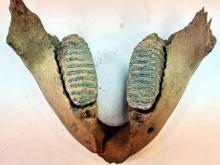 Со дна реки Кама у Набережных Челнов подняли челюсть мамонта