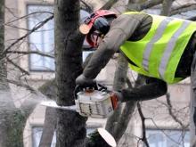 Сколько стоит уборка мусора с дорог и рубка деревьев