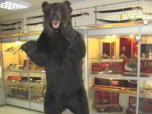 В музей экологии закупают чучело бурого медведя за 41 тысячу рублей