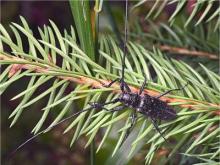 Новогодние елки с «сюрпризом»