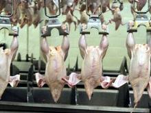 «Челны-Бройлер» берет кредиты на 1.9 миллиарда рублей для строительства нового цеха