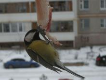 Чем кормить зимой птиц?