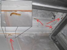 «Черви ползали по потолку»: как они завелись в квартире?