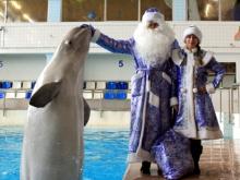 На представления челнинского дельфинария мошенники продают фальшивые билеты