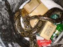 В Набережных Челнах в урну выбросили мертвого питона