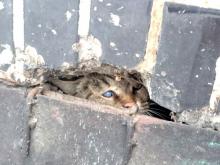 «Наиль Магдеев и бездомные кошки»: волонтеры пишут письмо мэру, требуя открыть по 1 окну в подвалах