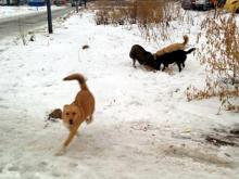 По заявке челнинца в 'Народный контроль' в 65-м комплексе выловили двух бродячих собак